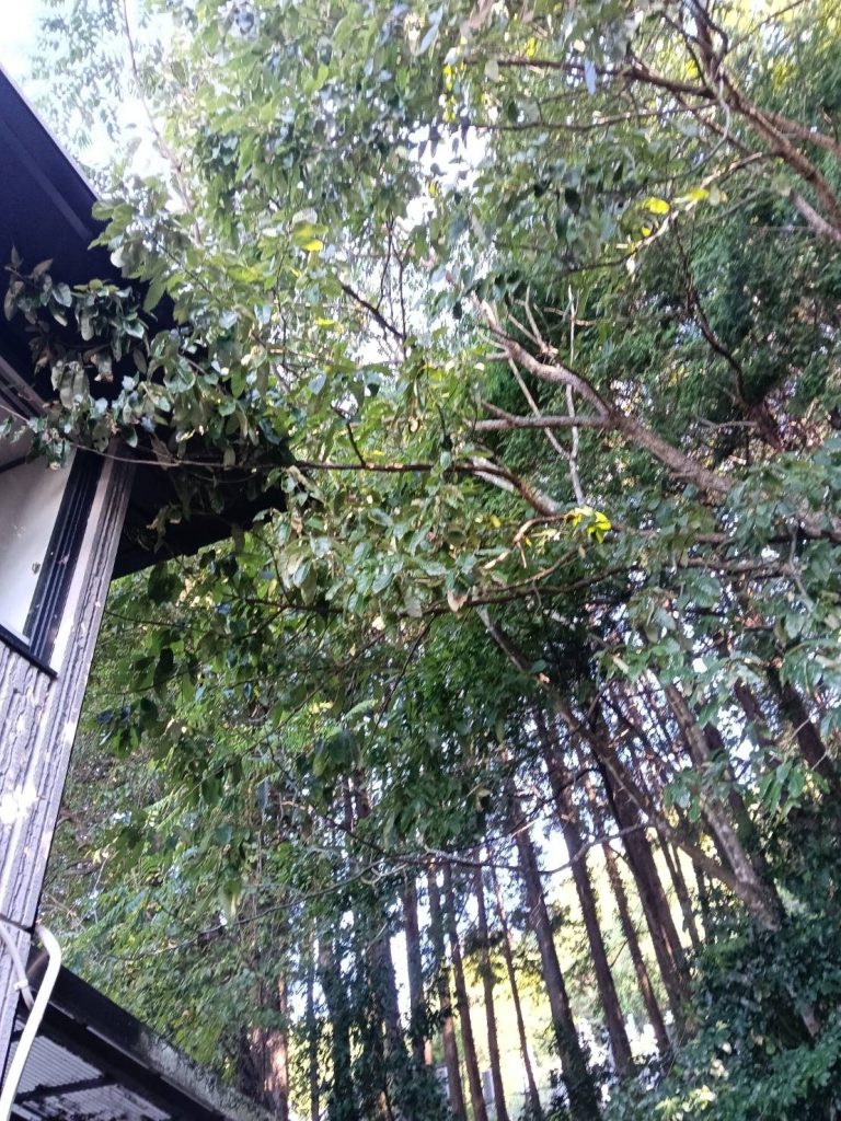 作業前:家屋の屋根にかかる木