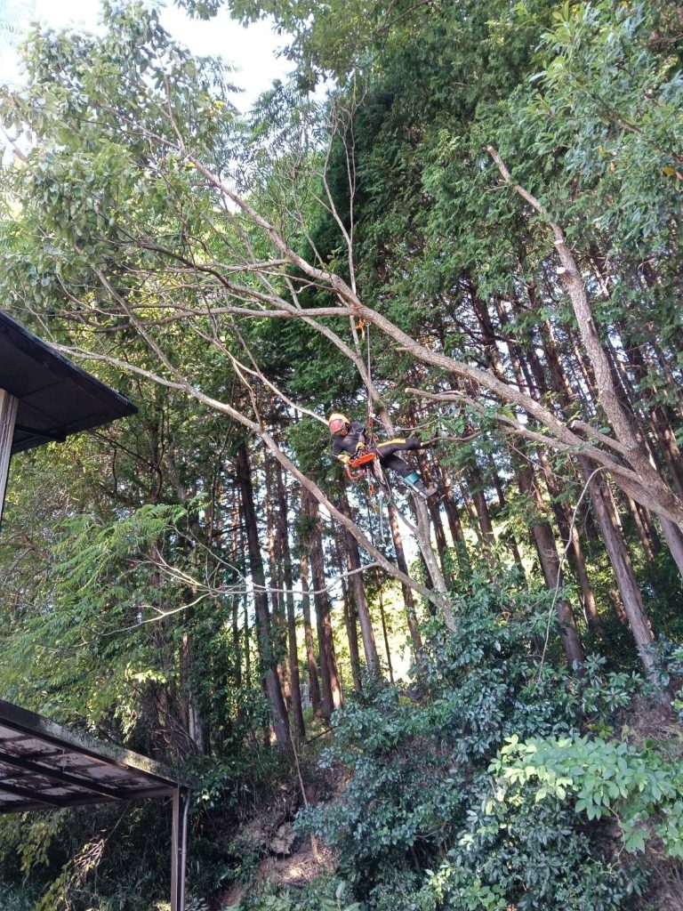 ロープで体を確保しながらの伐採作業