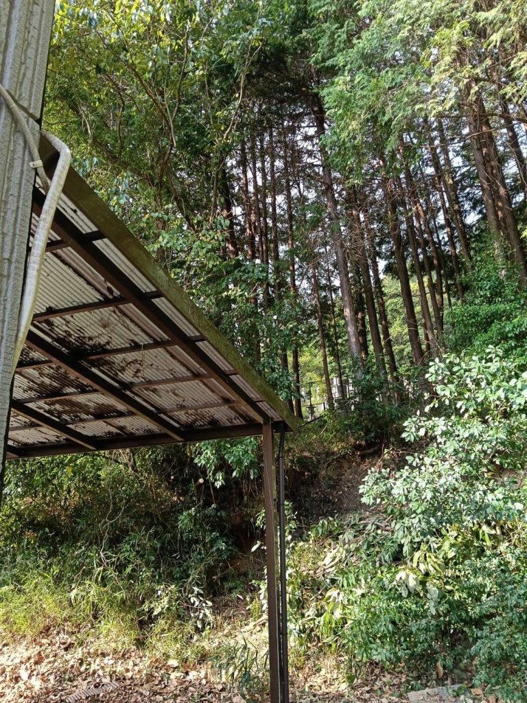 作業後:屋根まわりの枝を取り除いた様子