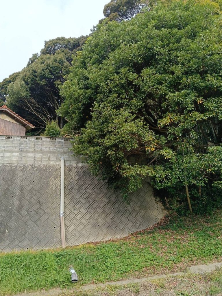 作業前:塀に覆いかぶさるように育った木