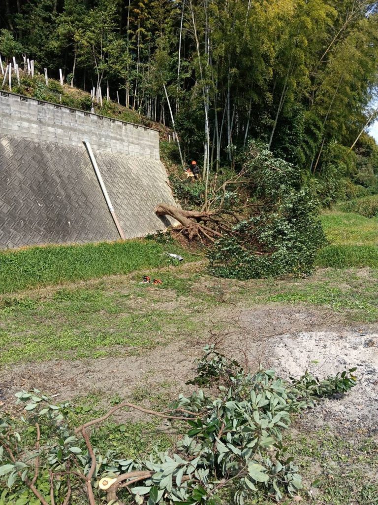 塀やパイプに当てずに倒した木